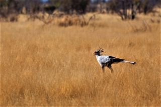 Etosha Secretary Bird Etosha Secretary Bird