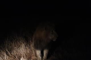 Night Drive Lion