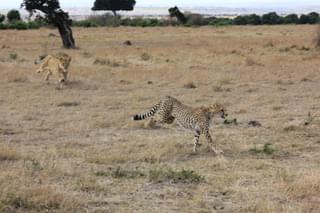 Lion Chasing A Cheetah