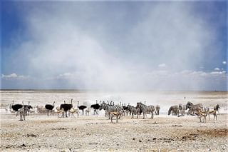 Dust Cloud In Etosha National Park - Yathin Krishnappa Dust Cloud In Etosha National Park - Yathin Krishnappa