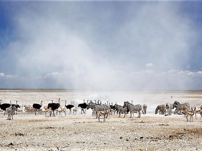 Dust Cloud In Etosha National Park - Yathin Krishnappa Dust Cloud In Etosha National Park - Yathin Krishnappa