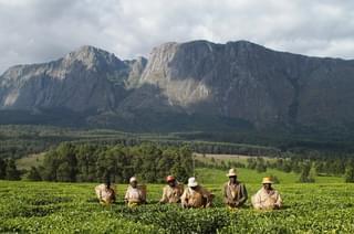 11  Thyolo Tea Estates Infront Of Mt Mulanje