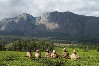 11  Thyolo Tea Estates Infront Of Mt Mulanje 11  Thyolo Tea Estates Infront Of Mt Mulanje