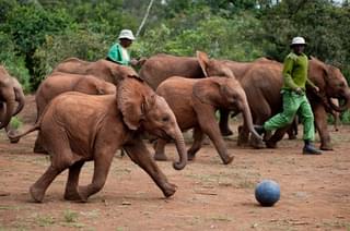 Elephant football