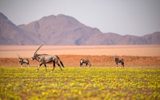 15 Kwessi Dunes Oryx 15 Kwessi Dunes Oryx