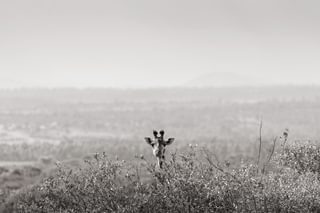 190221 Kenya 077 190221 Kenya 077