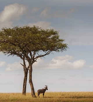 190222 Kenya 040 190222 Kenya 040