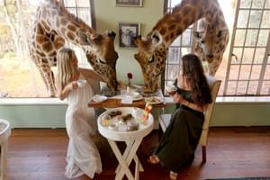 1 A  Giraffe  Manor  Dining