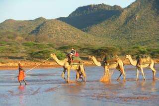 Karisia Walking Camels River Crossing