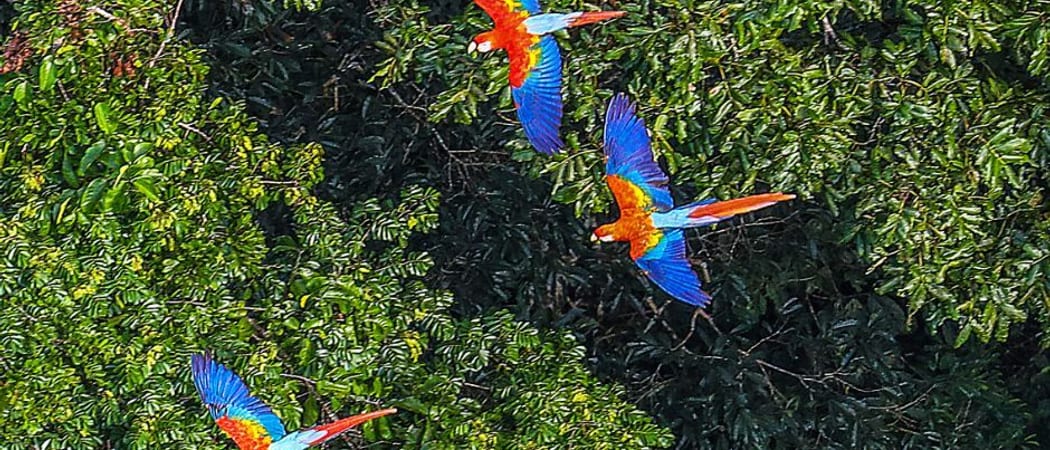 Brazil Amazon River