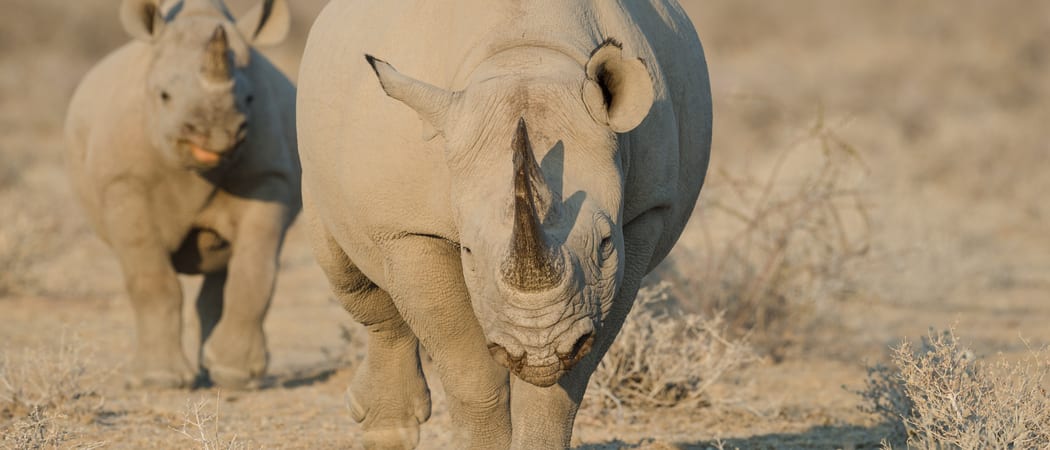 2 Black rhino in Etosha