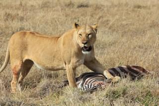 Lion In Mara North