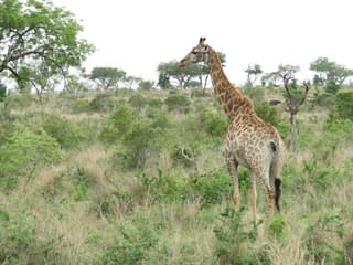 Wildlife Was Plentiful In Mkhaya Game Reserve