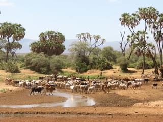 Samburu Cattle