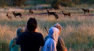 Walking With Wild dogs