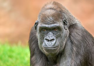 Biet Giorgis Biet Giorgis