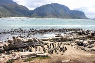 Stony Point Penguin Colony At Bettys Bay
