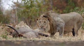 6  Lions Majete 6  Lions Majete