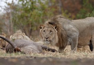 6  Lions Majete 6  Lions Majete