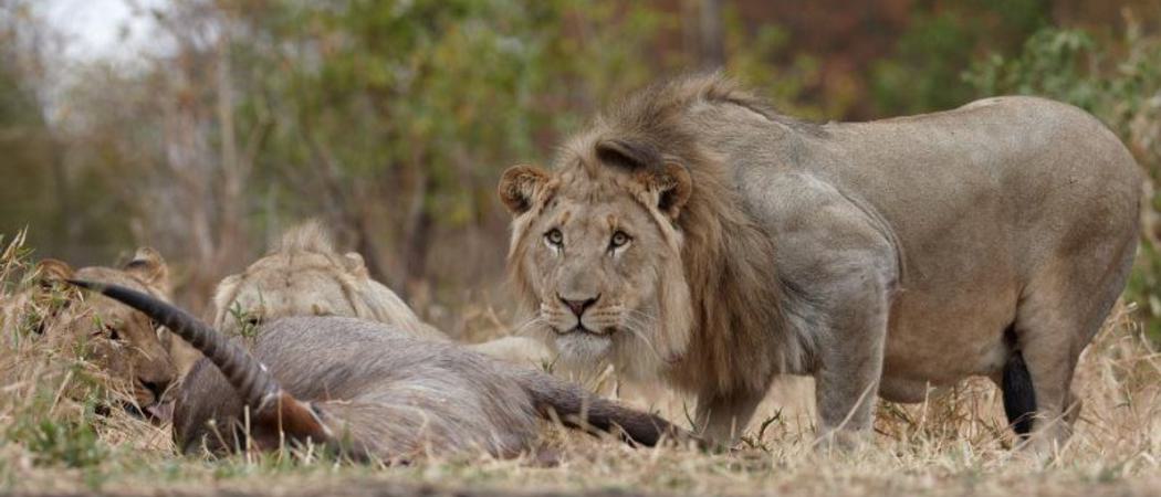 6  Lions Majete malawi