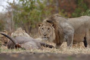 6 Lions Majete 6 Lions Majete