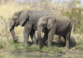 Elephants In Pilanesberg National Park