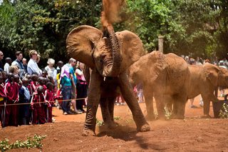 Elephant dust bath! Elephant dust bath!