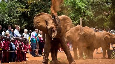 Elephant dust bath!