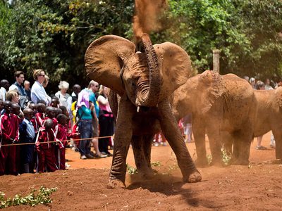 Elephant dust bath! Elephant dust bath!