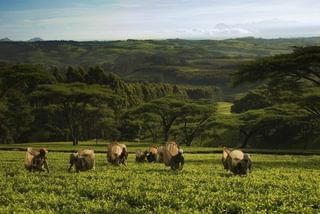 9  Satemwa Thyolo Tea Plucking 9  Satemwa Thyolo Tea Plucking