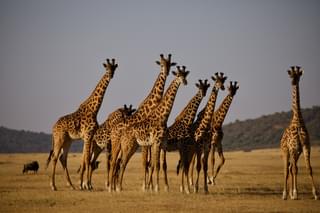 A Journey Of Giraffe