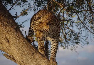 A Leopard A Leopard