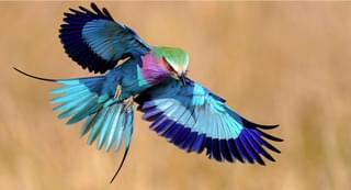 A Lilac Breasted Roller