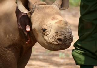 A Baby Rhino And His Carer