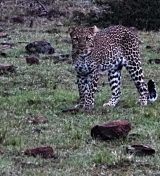 A Leopard At Naboisho