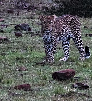 A Leopard At Naboisho