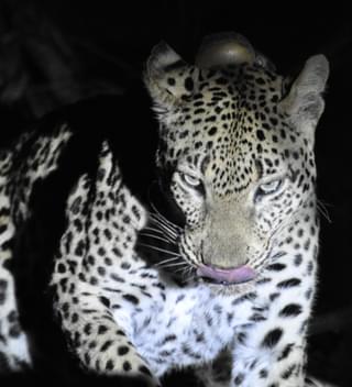 A Leopard In Majete