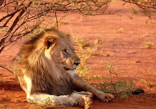 A Lion In Zimbabwe