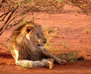 A Lion In Zimbabwe