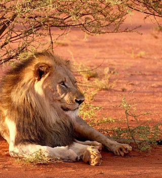 A Lion In Zimbabwe A Lion In Zimbabwe