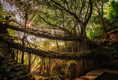 A Living Root Bridge