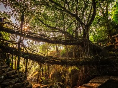 A Living Root Bridge