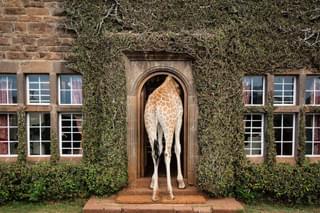 A Visitor At Giraffe Manor