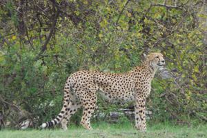 A Watchful Cheetah