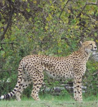 A Watchful Cheetah