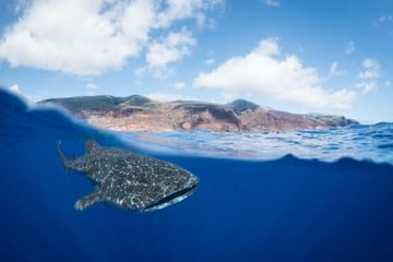 A whale shark off St Helenas coast Photo by Beth Taylor A whale shark off St Helenas coast Photo by Beth Taylor
