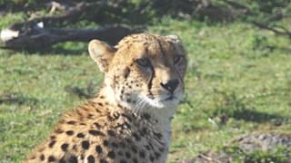 A Young Cheetah