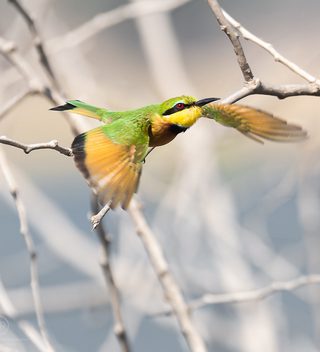 Ar Little Bee Eater Ar Little Bee Eater