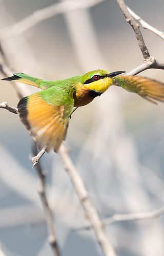 Ar Little Bee Eater