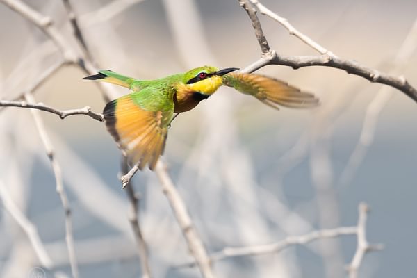 Ar Little Bee Eater Ar Little Bee Eater